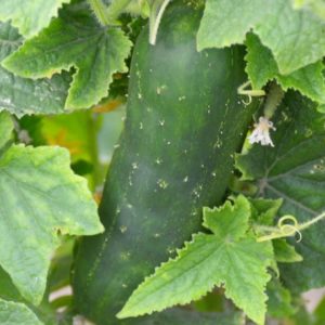 Pickling Cucumber, Chicago Pickling