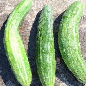 Slicing Cucumber, English Seedless