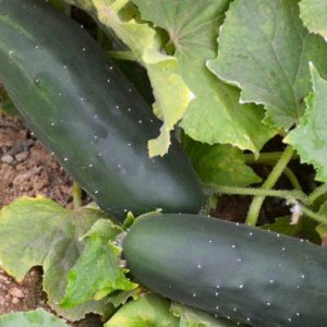 Slicing Cucumber, Long Green