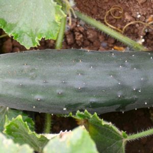 Slicing Cucumber, Muncher Burpless