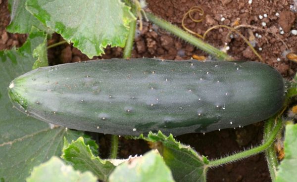 Slicing Cucumber, Muncher Burpless