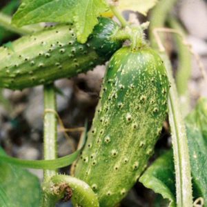 Pickling Cucumber, Parisian Pickling