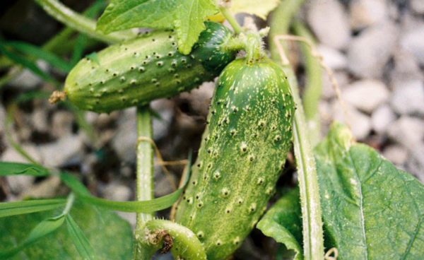 Pickling Cucumber, Parisian Pickling