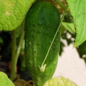 Slicing Cucumber, Spacemaster Bush