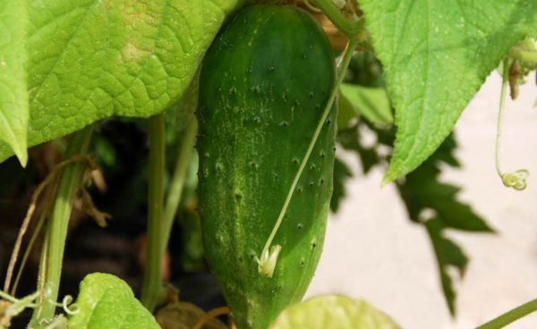 Slicing Cucumber, Spacemaster Bush