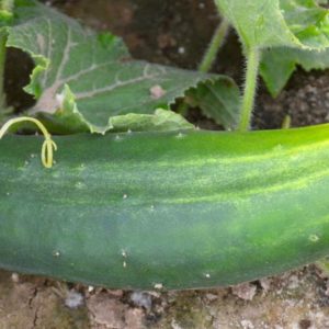 Slicing Cucumber, Straight 8