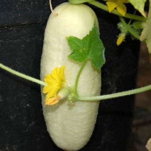 Slicing Cucumber, White Wonder