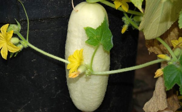 Slicing Cucumber, White Wonder