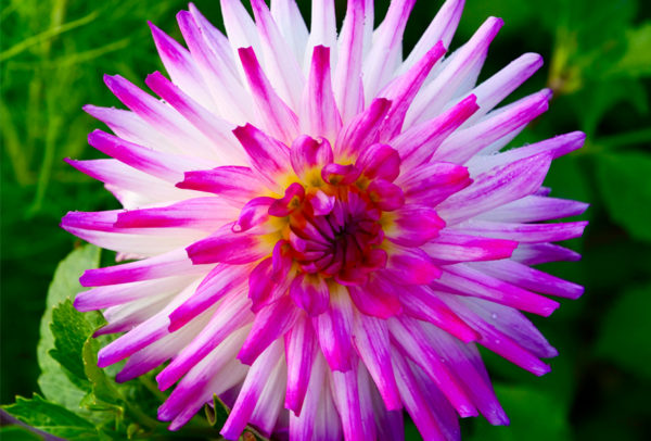 Dinnerplate-Cactus Dahlia, Hayley Jane