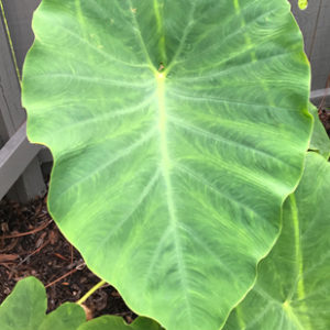 Mammoth Elephant Ear, Colocasia Esculenta - STRONGLY DEER RESISTANT AND REPELLENT