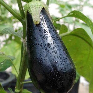 Eggplant, Black Beauty
