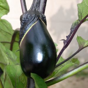 Eggplant, Black Egg