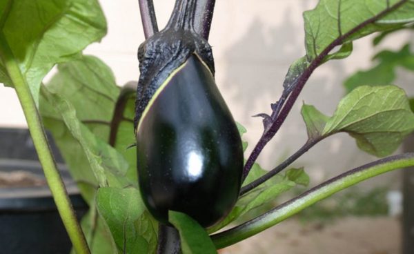 Eggplant, Black Egg