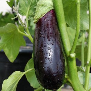 Eggplant, Long Purple