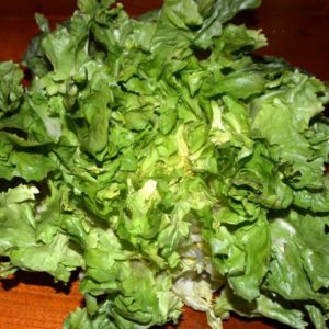 Endive, Escarole-Batavian Broad Leaf Escarole