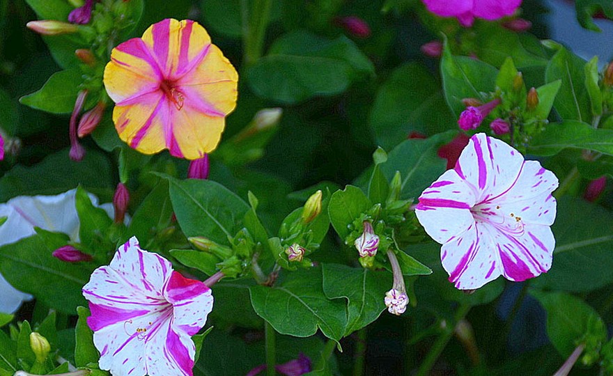 100 Four O'Clock Flower Seeds – Marvel Of Peru, Exotic Mix, Non-GMO, USA Grown