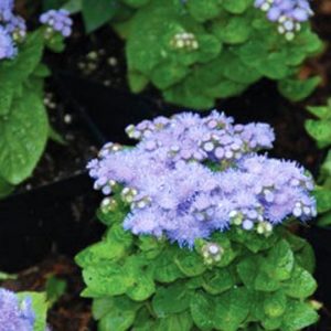 Ageratum, Blue Mink