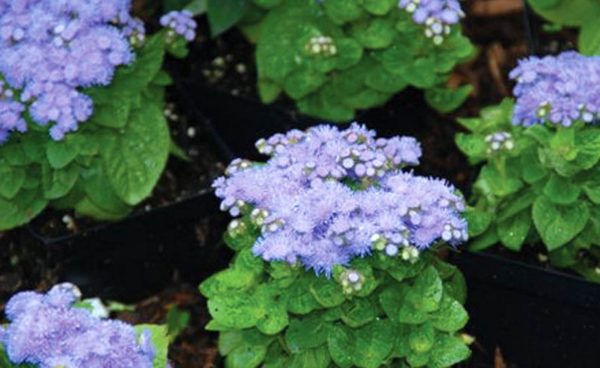 Ageratum, Blue Mink