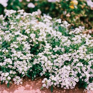 Alyssum, Carpet of Snow