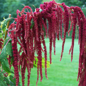 Amaranthus, Caudatus Red (Love Lies Bleeding)