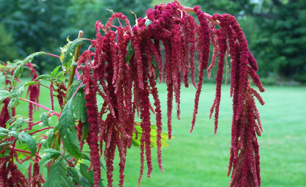 Amaranthus, Caudatus Red (Love Lies Bleeding)