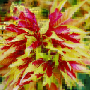 Amaranthus, Tri-Color