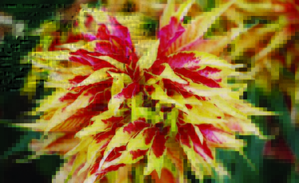 Amaranthus, Tri-Color