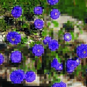Aster, Crego Mix