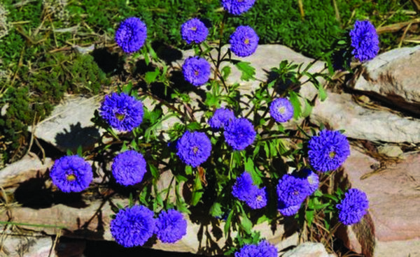 Aster, Crego Mix