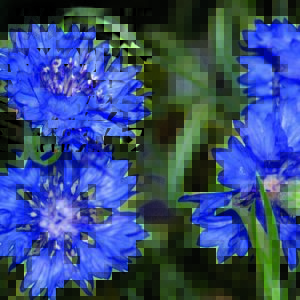 Bachelor's Button, Jubilee Gem Blue