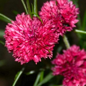 Bachelor's Button, Red Boy (Tall Red)