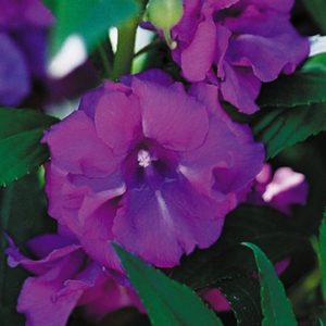 Balsam Camellia