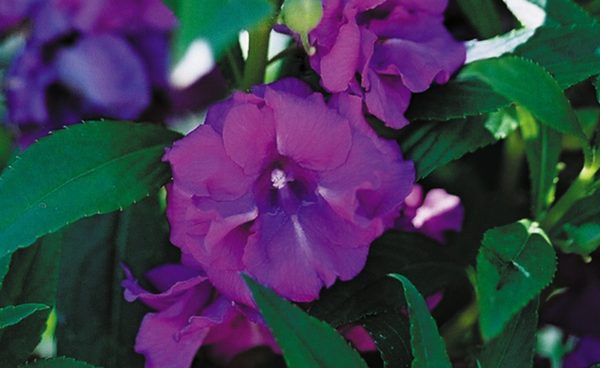 Balsam Camellia
