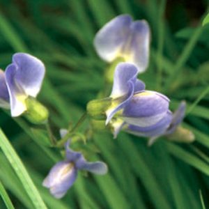 Baptisia, False Indigo