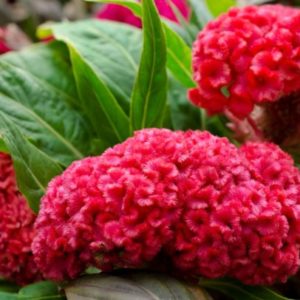 Celosia, Cockscomb Tall