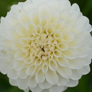 Specialty-Pom Pon Dahlia, Boom Boom White