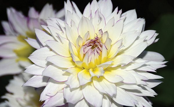 Decorative Dahlia, Crazy Love