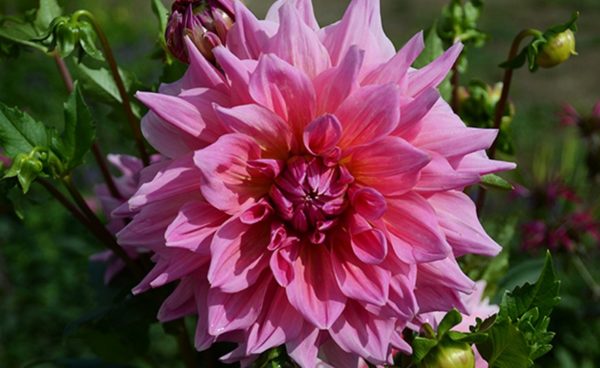 Dinnerplate Dahlia, Islander
