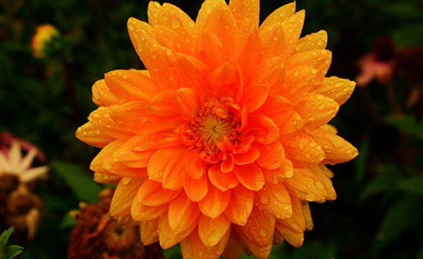Decorative Dahlia, Prince of Orange