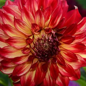 Dinnerplate Dahlia, Sights of Summer