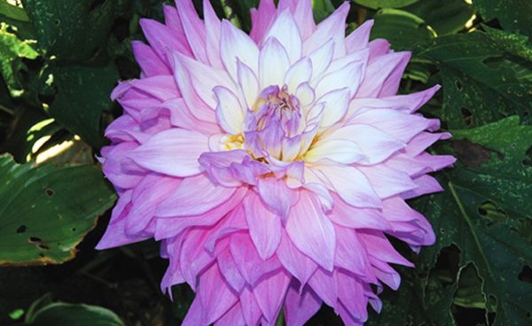 Dinnerplate Dahlia, Sir Alfred Ramsey