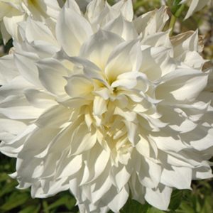 Dinnerplate Dahlia, Snow Country