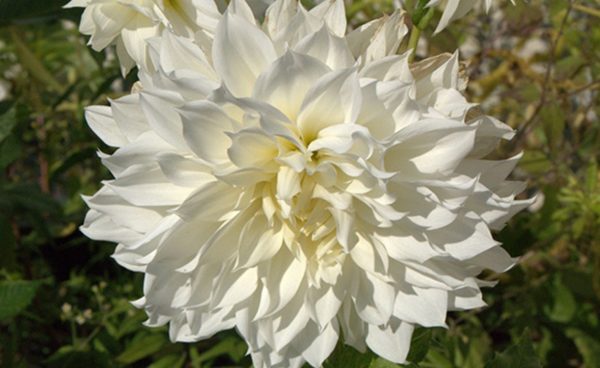 Dinnerplate Dahlia, Snow Country