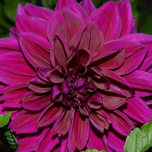 Dinnerplate Dahlia, Thomas Edison
