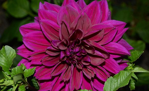 Dinnerplate Dahlia, Thomas Edison