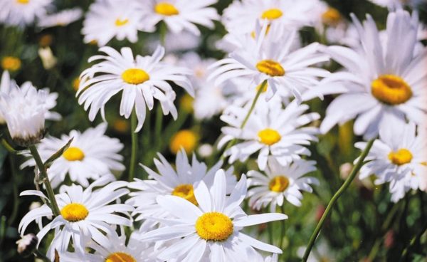 Daisy, Shasta Alaska