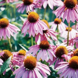 Echinacea, Purple Coneflower
