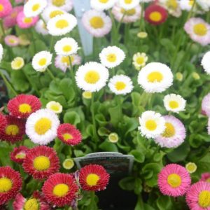 Daisy, English