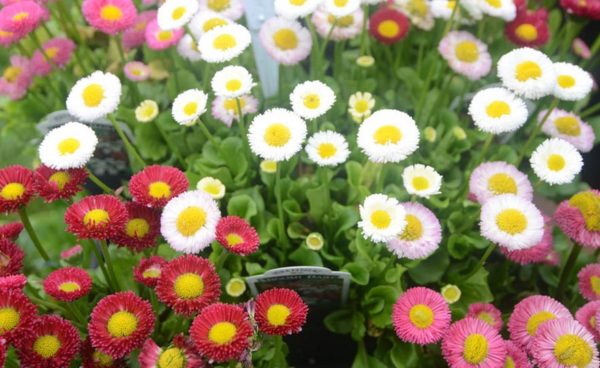 Daisy, English