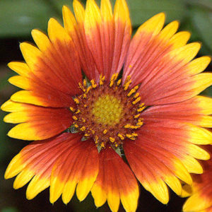 Gaillardia, Blanketflower